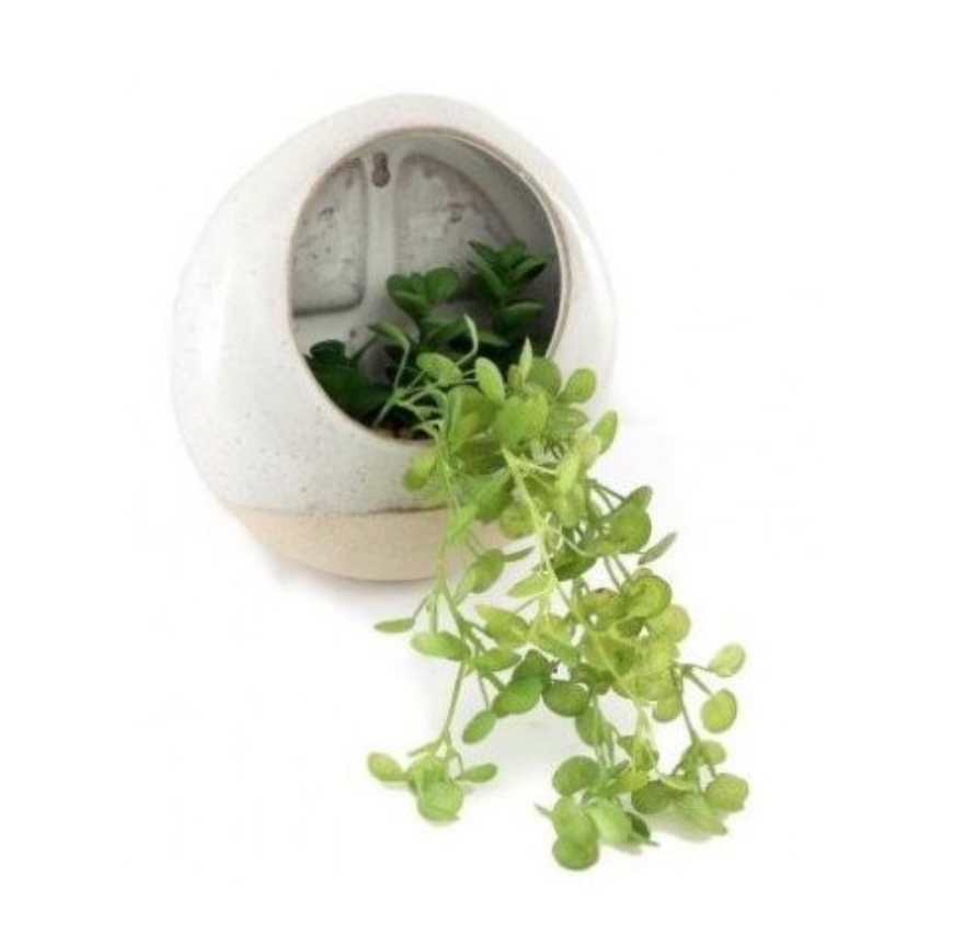 Draping Plant In Ceramic Pot