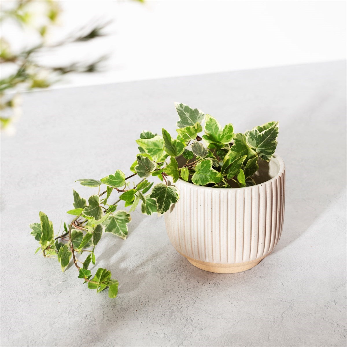 Grooved Planter - Natural
